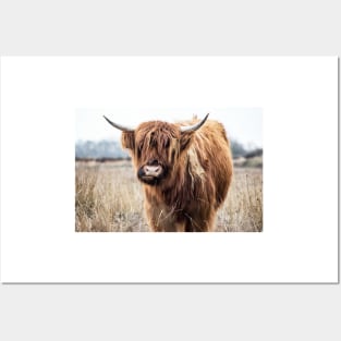 Highland Cow Portrait Posters and Art